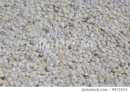 Shell beach of Monkey Mia in Western Australia (2) 9971614