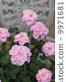 Baby pink roses 9971681