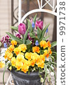 Planting tulips 9971738