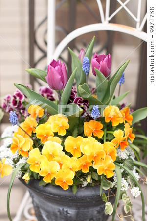 Planting tulips 9971738
