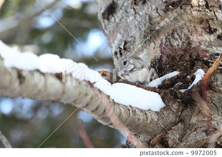 Izomo moonga resting in Todomatsu 9972005