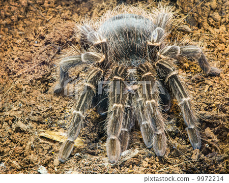 Tarantula spider 9972214