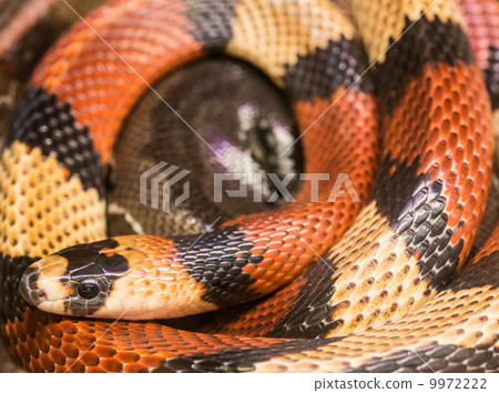 Red milk snake 9972222