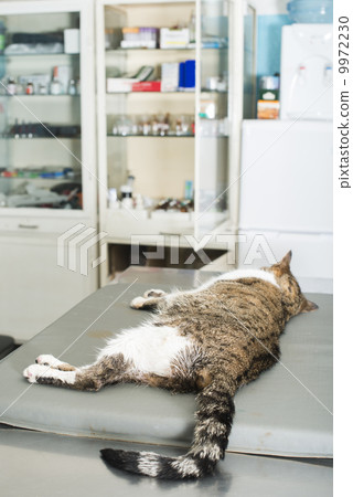 Cat anesthesia in veterinary 9972230