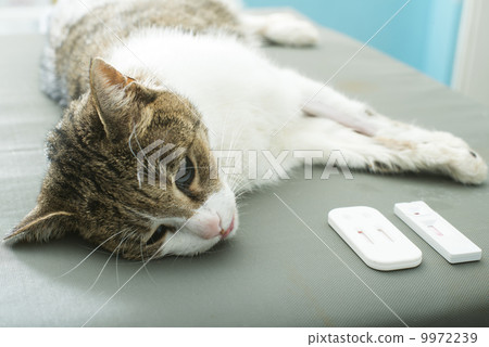 Veterinary Blood test Veterinary Blood test 9972239