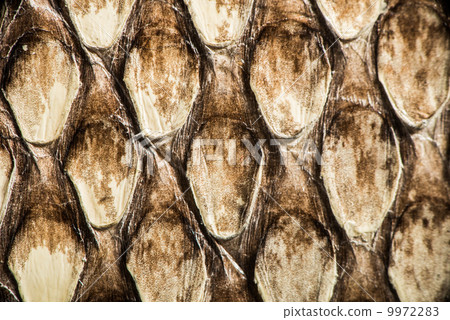 Texture of genuine snakeskin Texture of genuine snakeskin 9972283