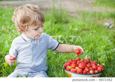 Little boy two years on strawberry farm 9972362