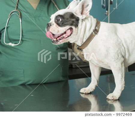 Dog in a veterinary office 9972469