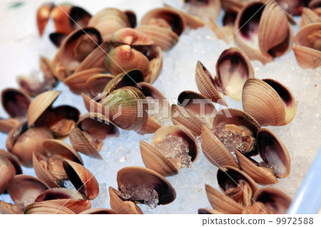 Raw oysters mussels on ice 9972588