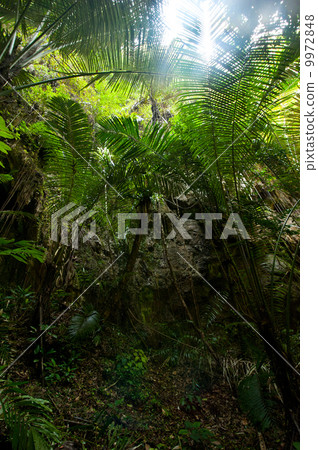 Rainforest. Palm trees and plants at jungle 9972848