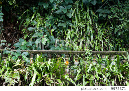 Ruins of ancient building hidden in jungles 9972871