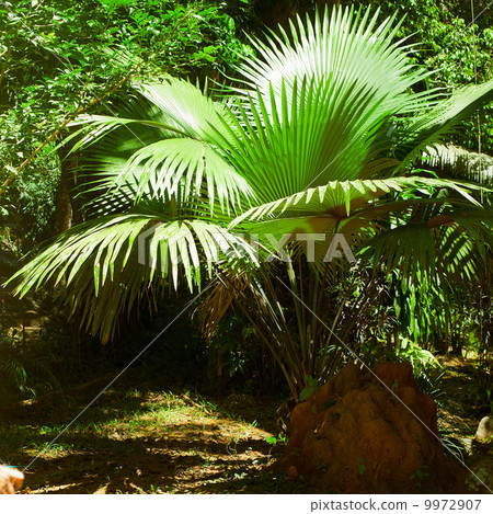 Rainforest. Palm trees and plants at jungle 9972907