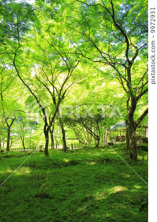 Konami河新綠色 9972931