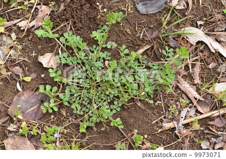 Rosette ~ Crow's No People ~ Rosette ~ Crow's No People ~ 9973071