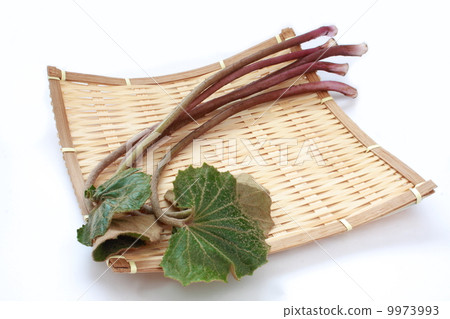 Tsuwaki food material Japanese white background 9973993