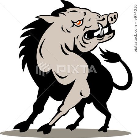 wild pig boar attacking 9974016