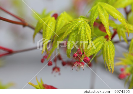 Bud of Iohamomijiji and morning dew Bud of Iohamomijiji and morning dew 9974305