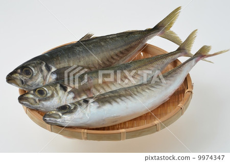 竹莢魚 9974347