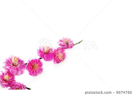 Plum blossom  9974780