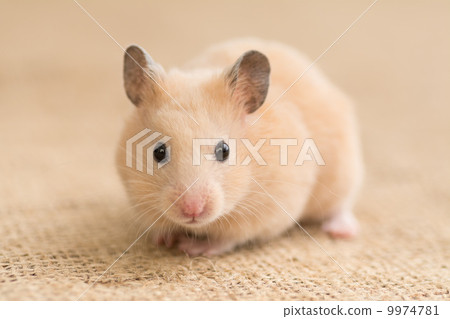 Kinka hamster Kinka hamster 9974781