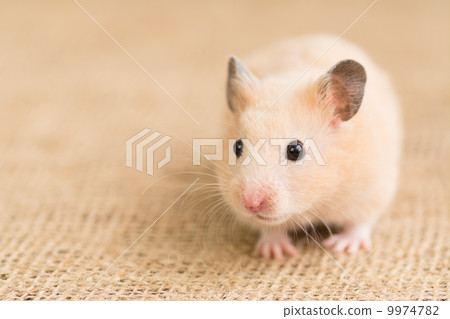 Kinka hamster Kinka hamster 9974782