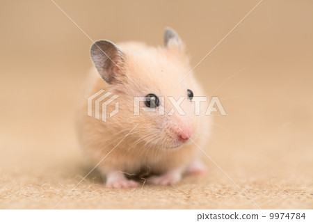 Kinka hamster Kinka hamster 9974784