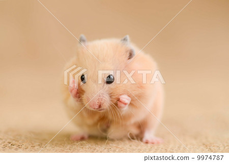 Kinka hamster to make groom 9974787