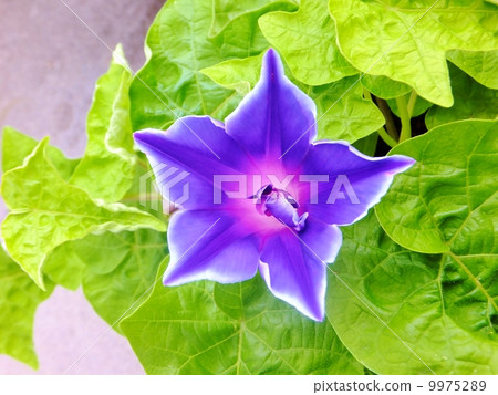 盛開的盛開的牽牛花系列(高角度) 盛開的盛開的牽牛花系列(高角度) 9975289