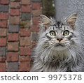 Maine Coon 9975378