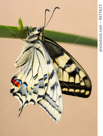 Swallowtail Swallowtail 9975623