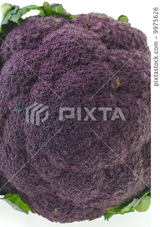 Purple cauliflower 9975626