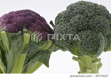 紫色花椰菜和西蘭花 照片素材 圖片 圖庫