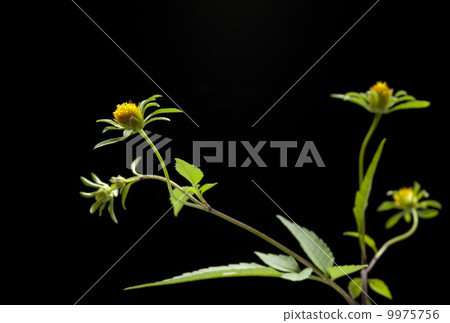 美國Sedangha 9975756