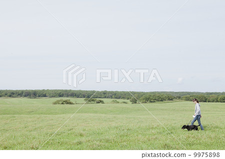 Pet flat coated retriever Pet flat coated retriever 9975898