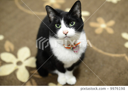 查尋所有者的貓 9976198