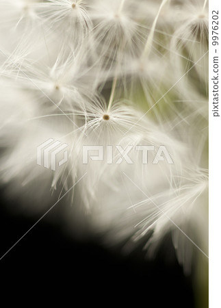 Dandelion's fluff 9976202