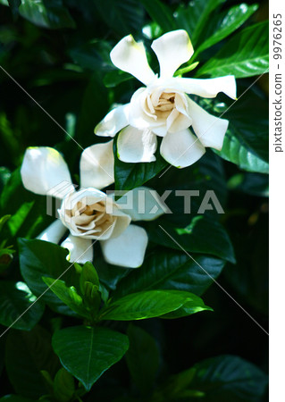 蜘蛛的花 蜘蛛的花 9976265