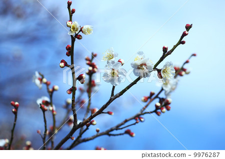 White plum blossoming in the blue sky White plum blossoming in the blue sky 9976287