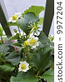 Strawberry flowers 9977204