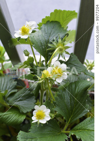 Strawberry flowers Strawberry flowers 9977204