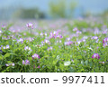 Astragalus flower garden 9977411