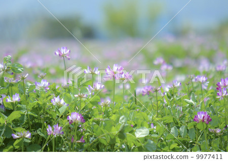 黃芪花園 9977411