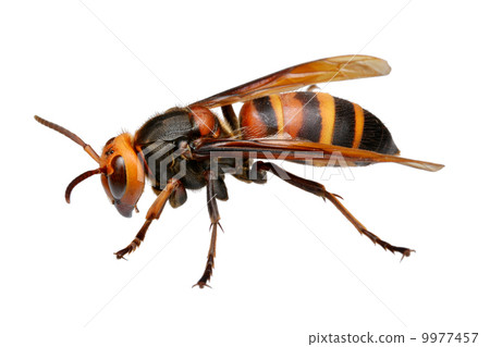 Bee whale - Stock Photo [9977457] - PIXTA