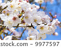 Cherry blossoms and blue sky 9977597