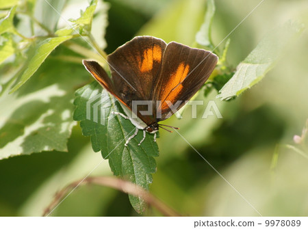 處女魚的男性 9978089