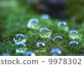 Moss and water drops 9978302