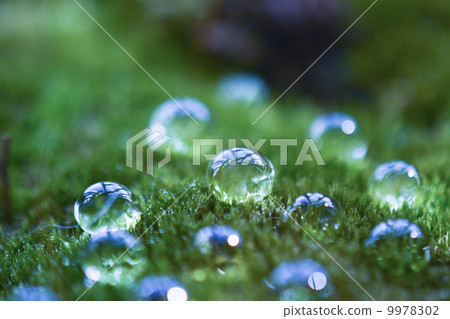 Moss and water drops Moss and water drops 9978302