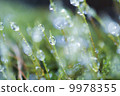 Moss and water drops 9978355