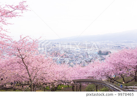 Cherry Blossom Hill Cherry Blossom Hill 9978465