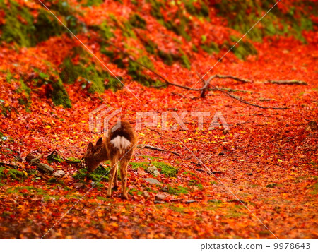 Miyajima of autumn leaves with deer 9978643